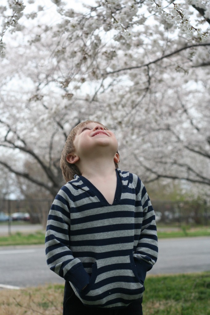 boy with cherry blossoms