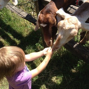 feeding goats in queens