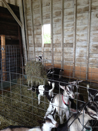 goats at ayers dairy farm