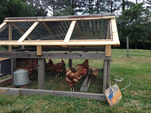 chickens on Arcadia Farm, Virginia | FoodieTots