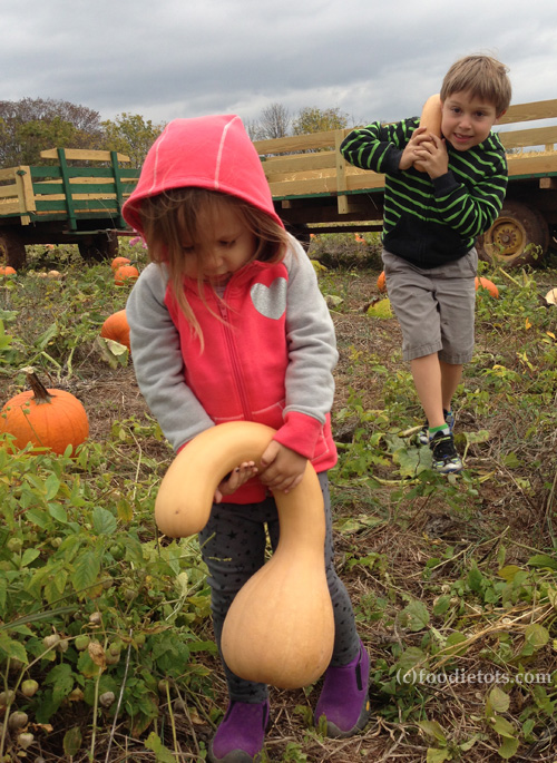 squash at Homestead Farm | FoodieTots.com